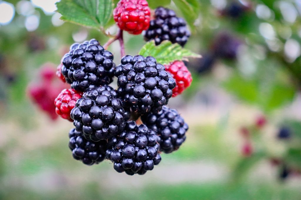 If you find berries while prepping, you're lucky